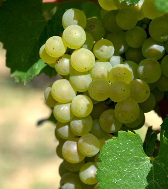 Gite Vigneron Du Domaine D'Alon Magrie Dış mekan fotoğraf