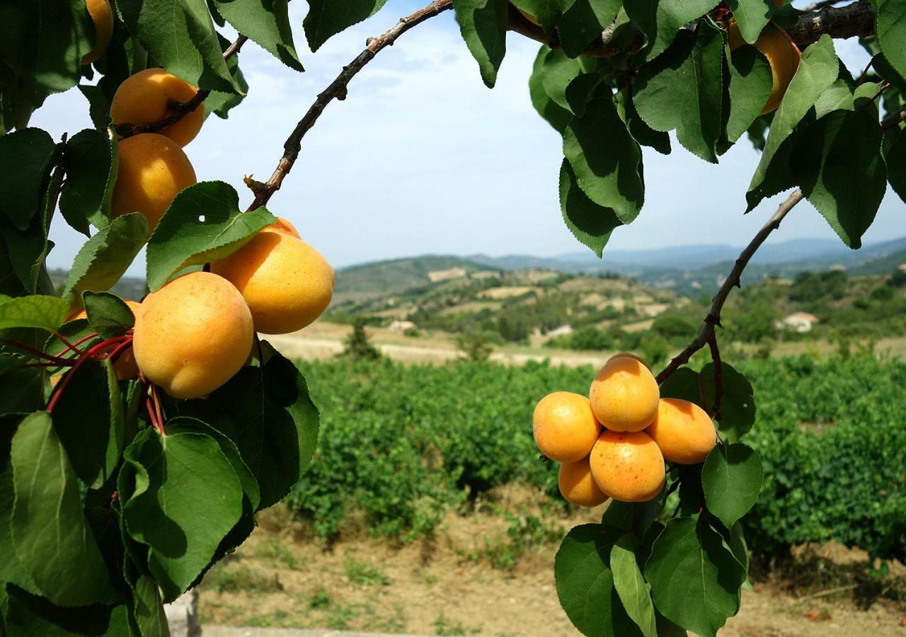 Gite Vigneron Du Domaine D'Alon Magrie Dış mekan fotoğraf